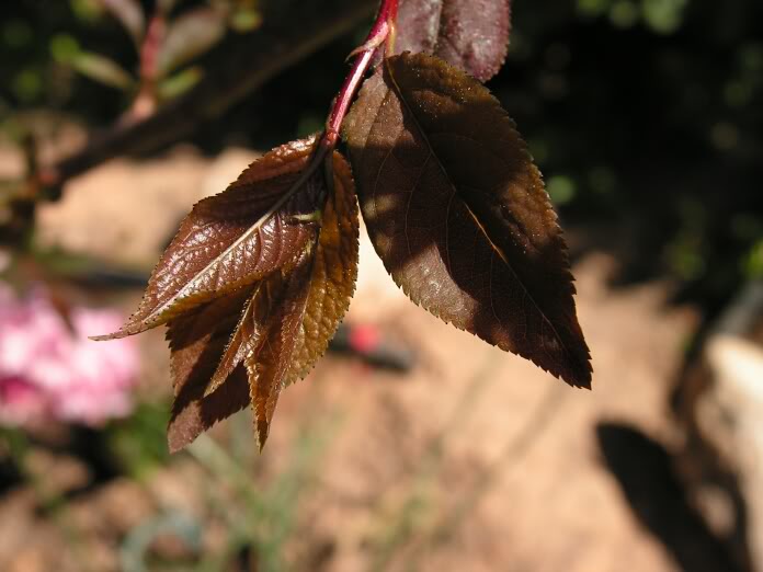 PICT0205.jpg