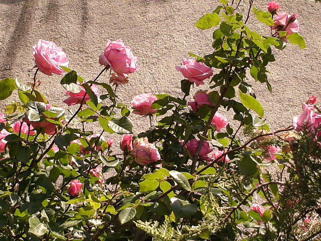 PICT0233.JPG