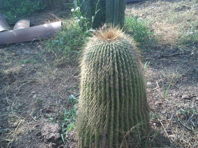 PICT0239.jpg