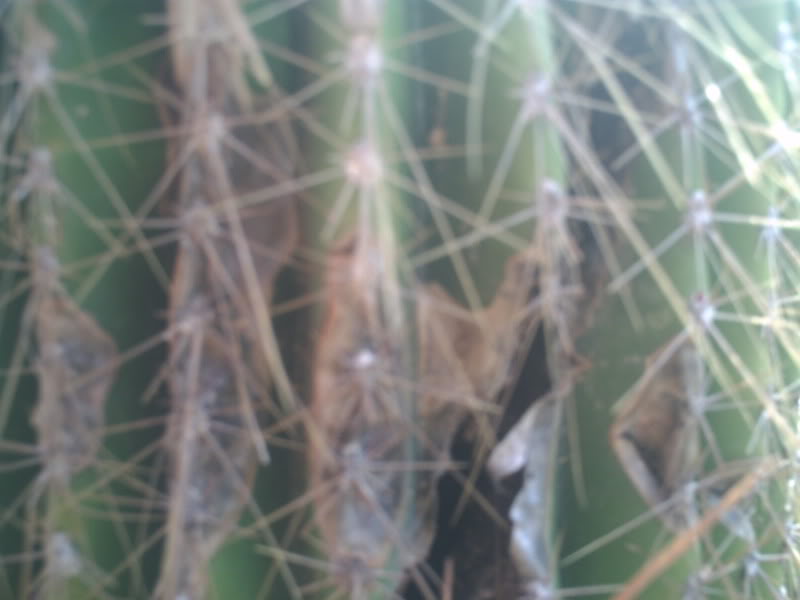 PICT0240.jpg