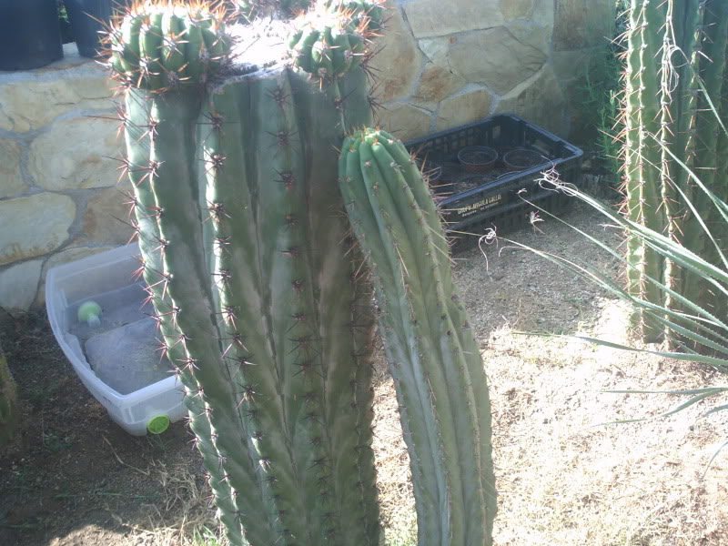 PICT0248.jpg