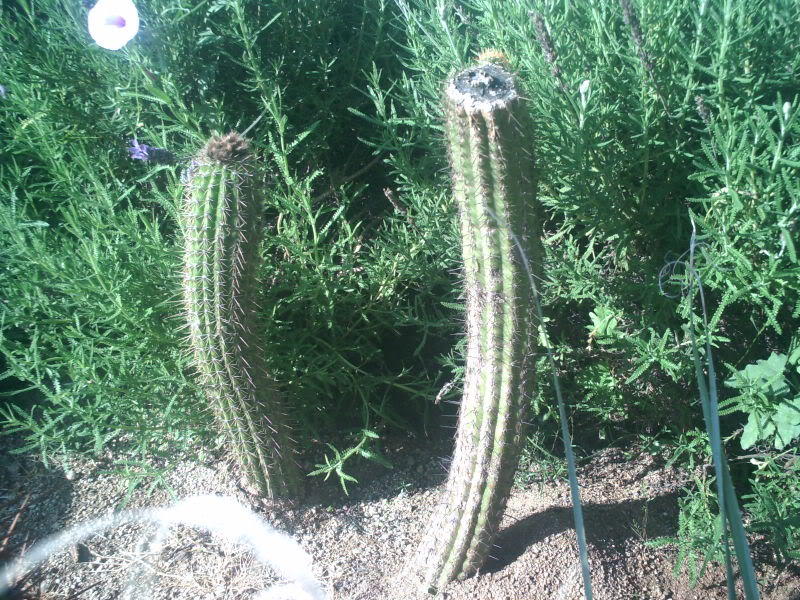 PICT0251.jpg