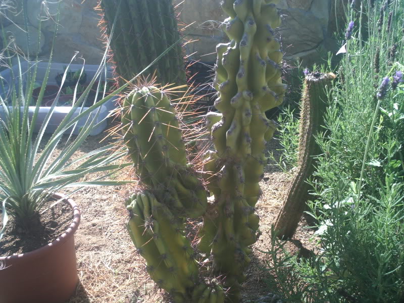 PICT0259.jpg