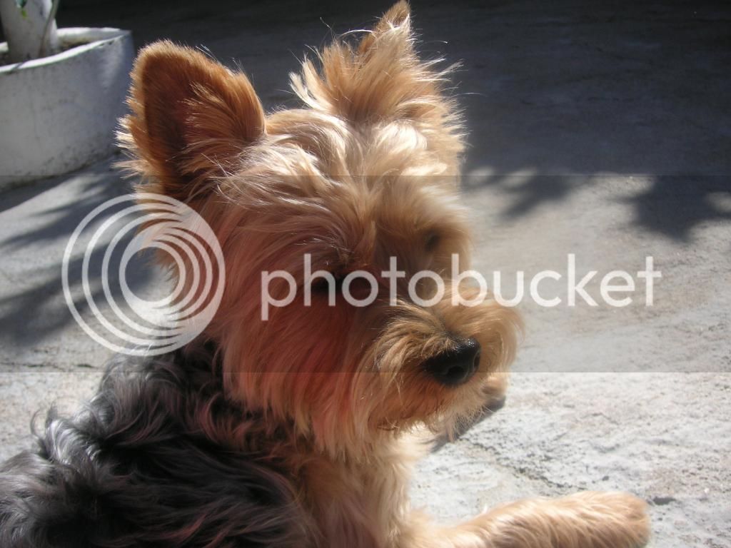 PICT0259_zps51ca7459.jpg