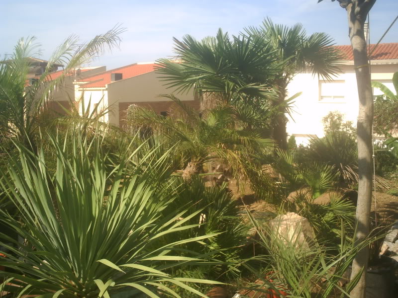 PICT0278.jpg