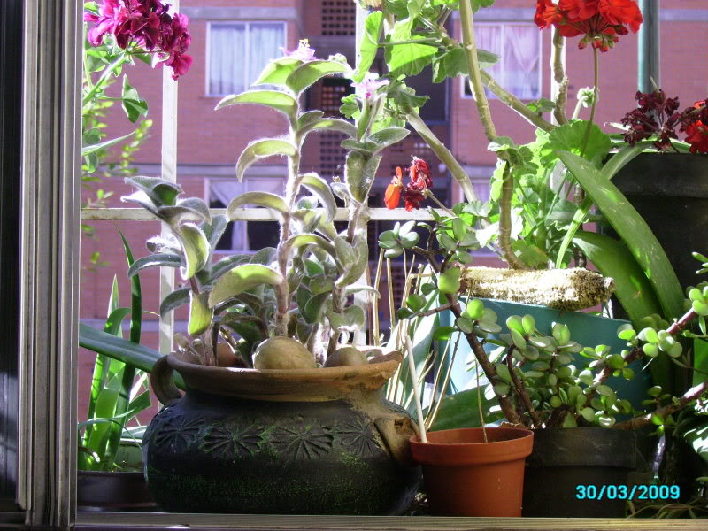 PICT0305.jpg
