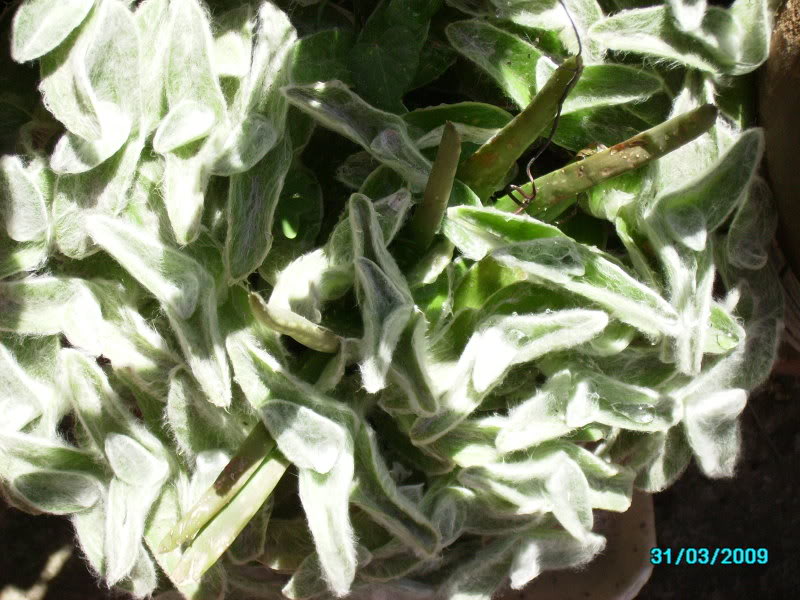 PICT0312.jpg