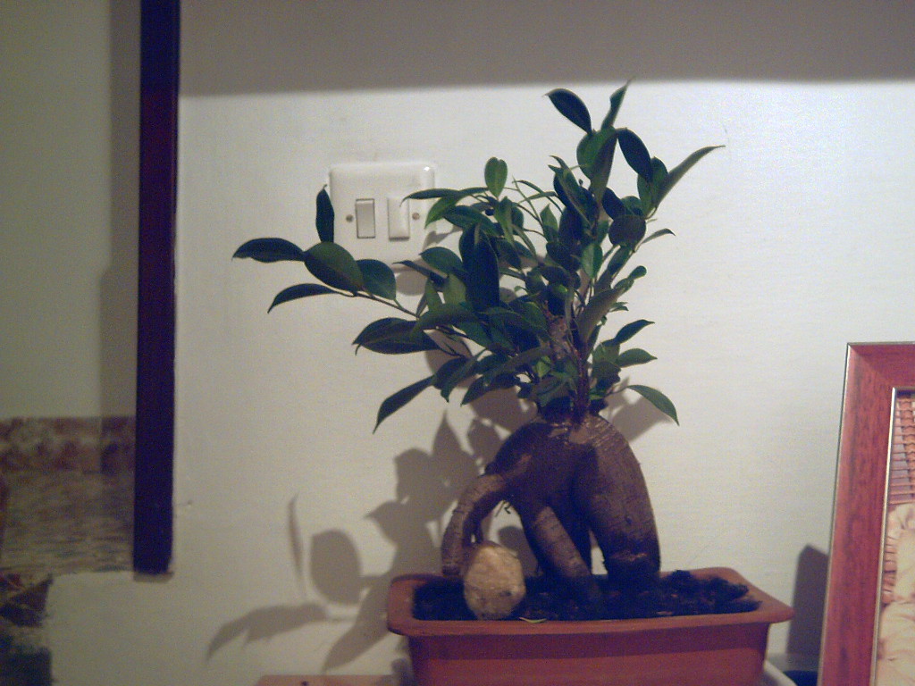 PICT0315.JPG