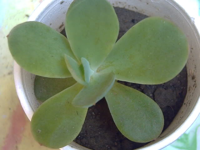 PICT0319.jpg