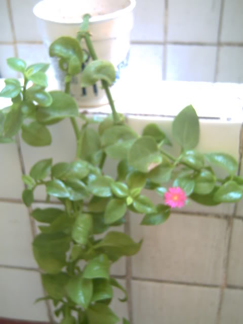 PICT0333.jpg