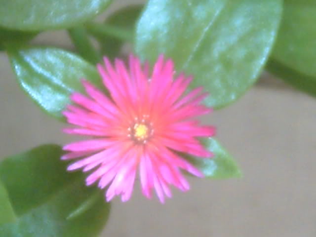 PICT0334.jpg