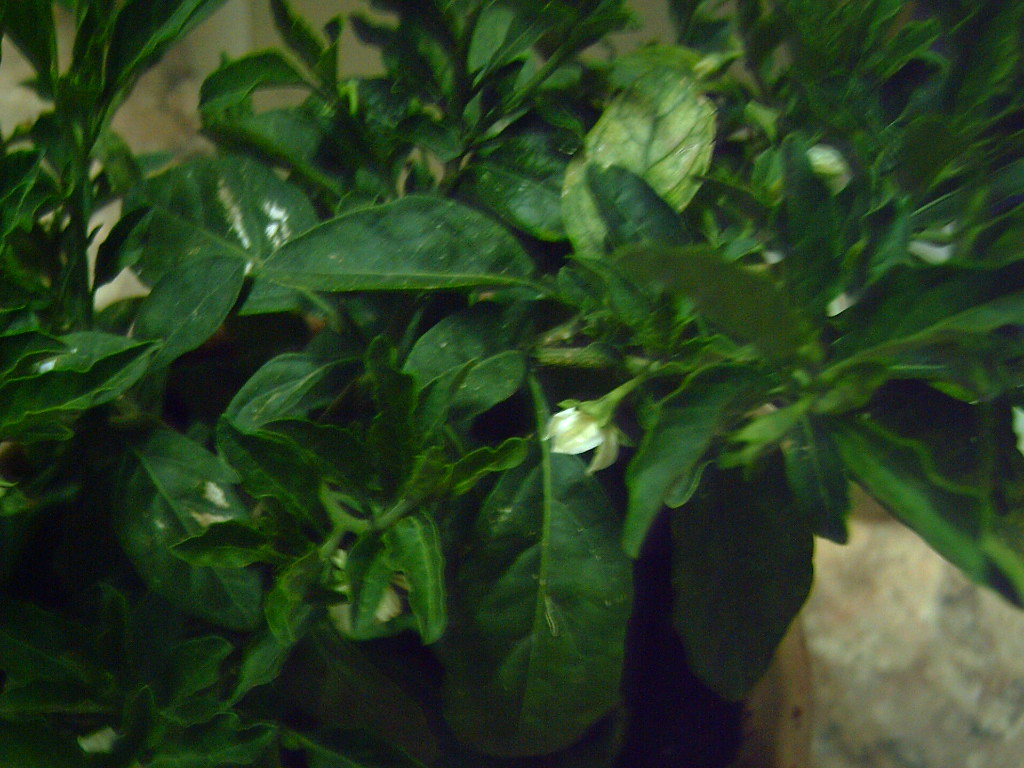 PICT0336.JPG