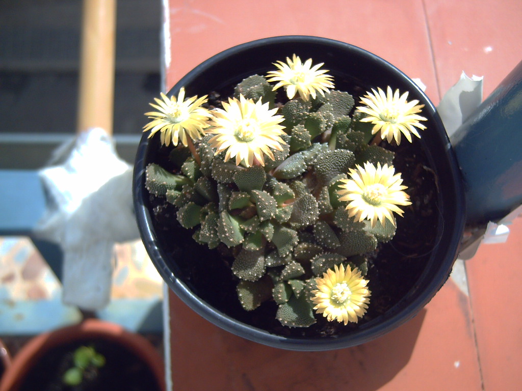 PICT0338.JPG