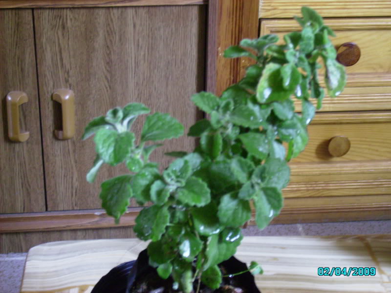 PICT0340.jpg