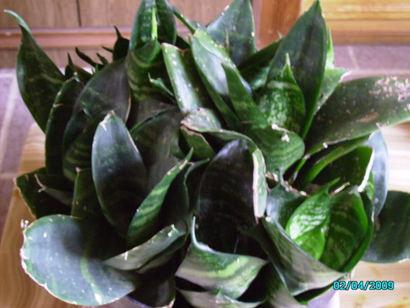 PICT0347.jpg