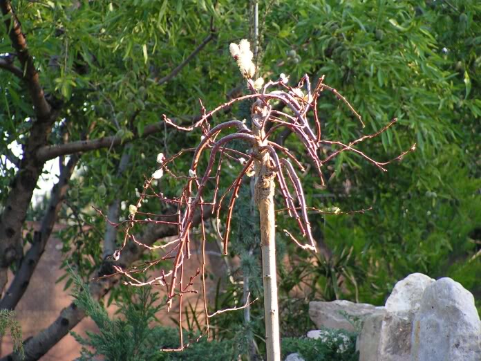 PICT0353.jpg