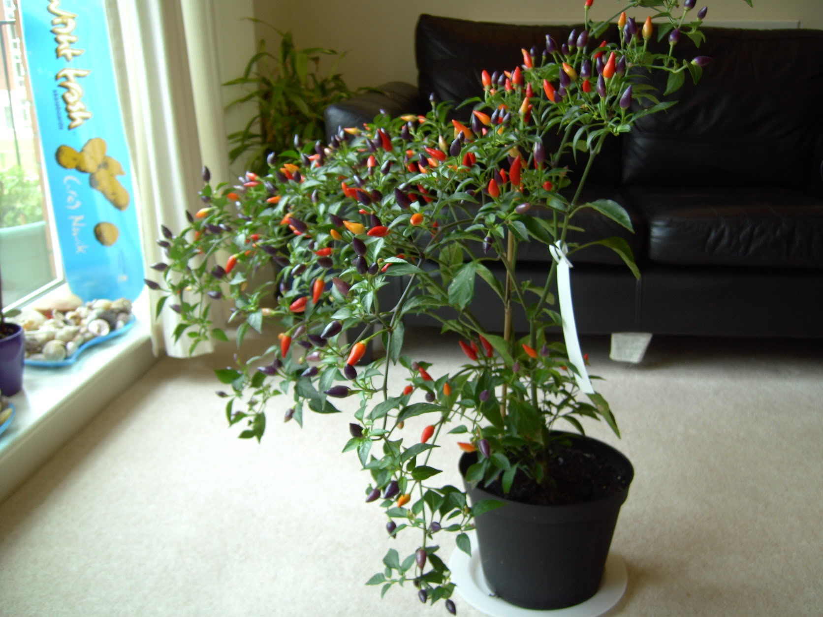 PICT0383.jpg