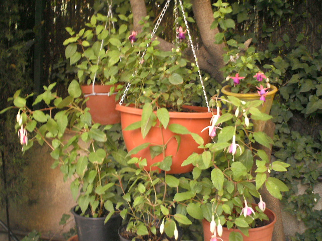PICT0474.JPG