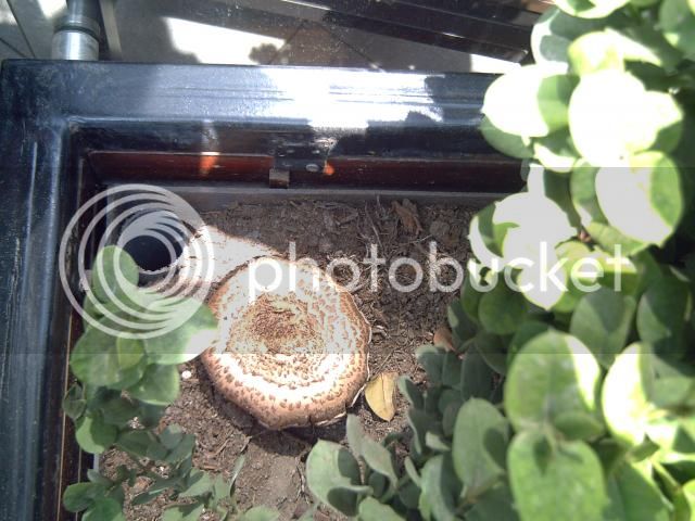 PICT0483.jpg