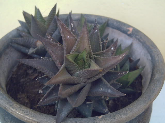 PICT0690.jpg