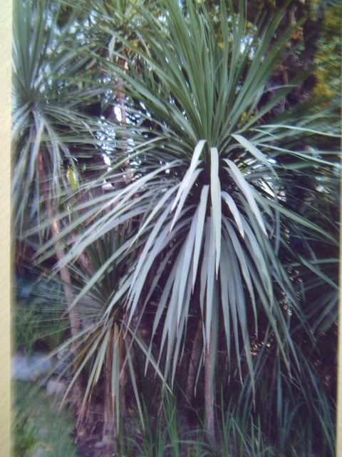 PICT0703.jpg
