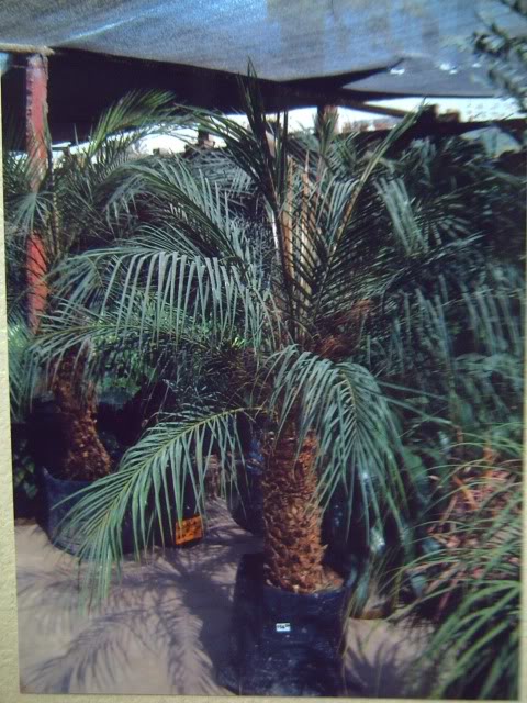 PICT0711.jpg