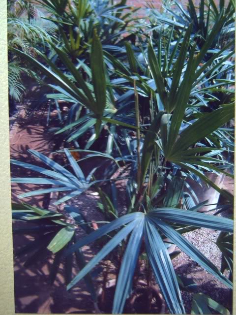 PICT0712.jpg