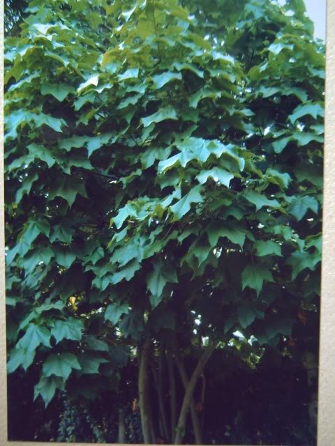 PICT0716.jpg