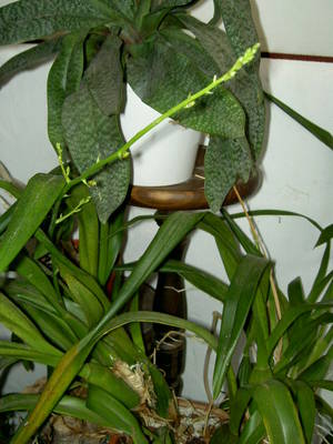 PICT1257.JPG