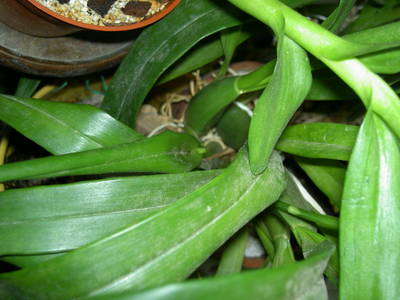 PICT1258.JPG