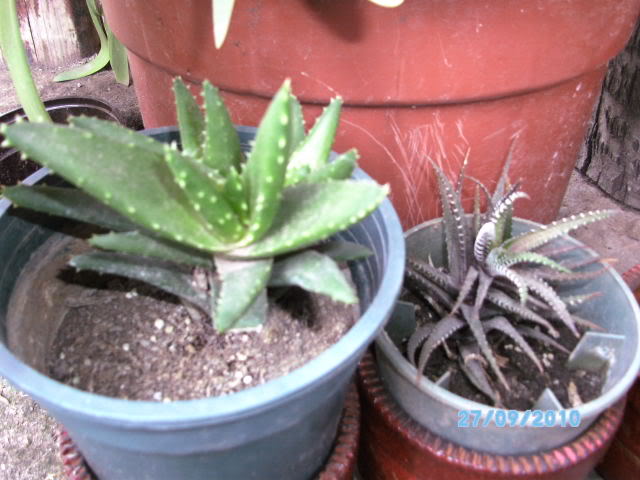PICT1305.jpg