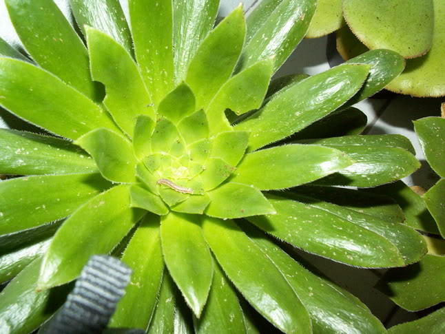 PICT1305.jpg