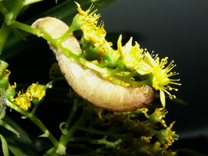 PICT1330.jpg