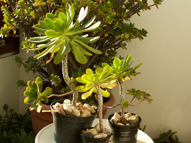 PICT1341.jpg