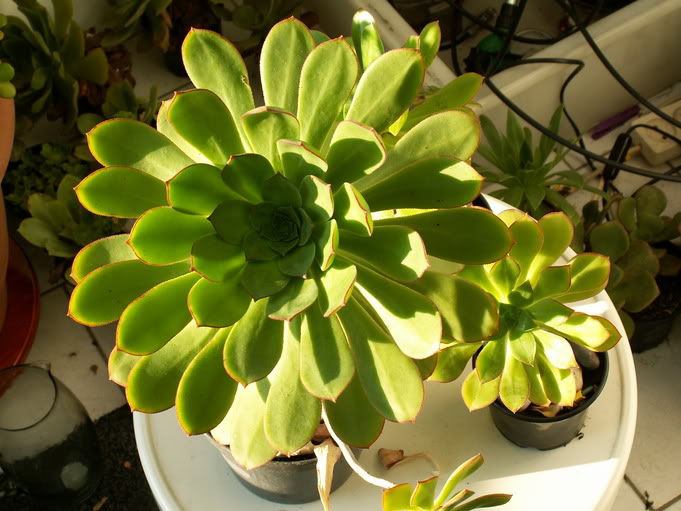 PICT1342.jpg
