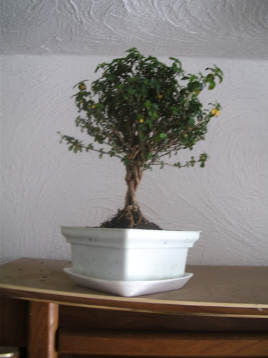 PICT2424.JPG