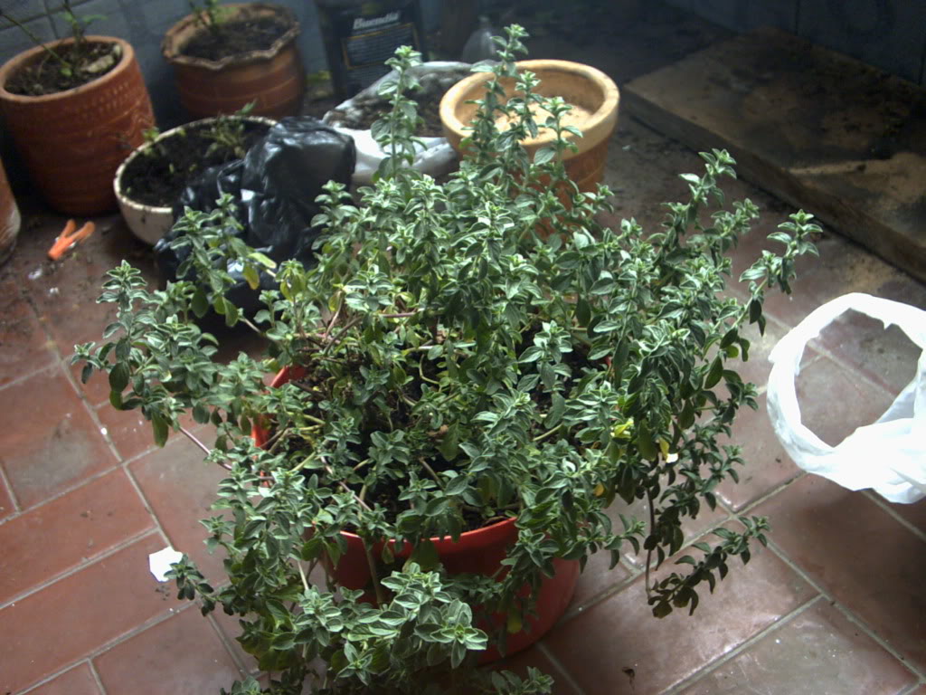 PICT3081.jpg
