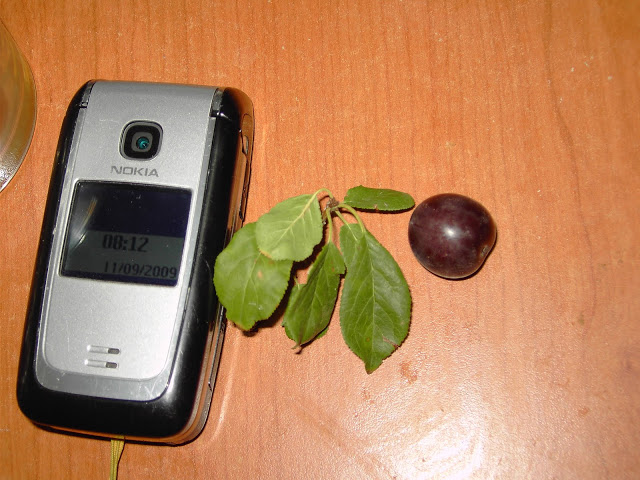 PICT3278.JPG
