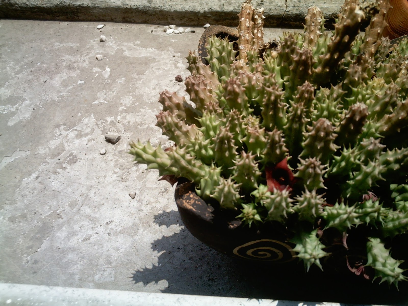 PICT4481.JPG
