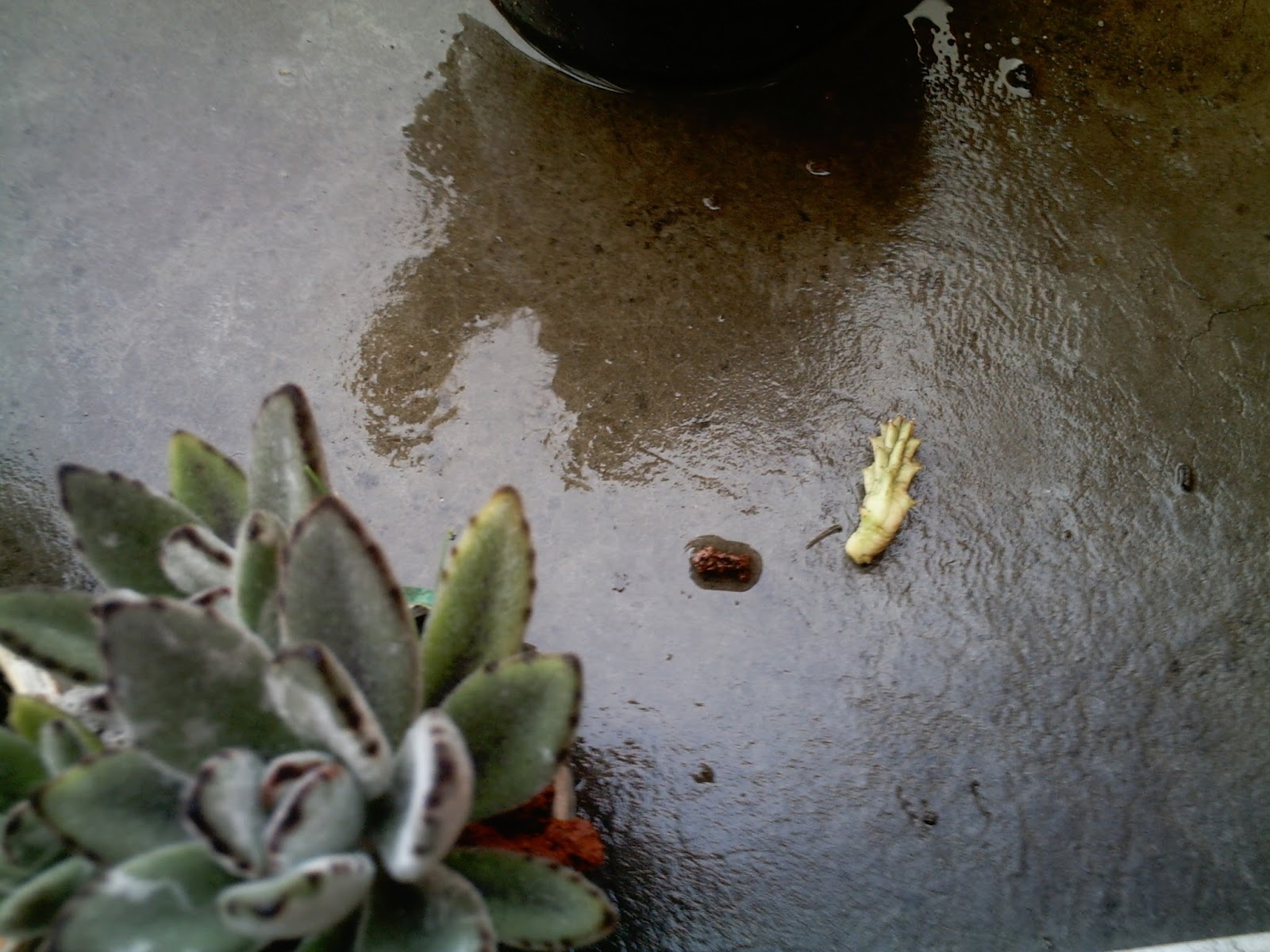 PICT4484.JPG