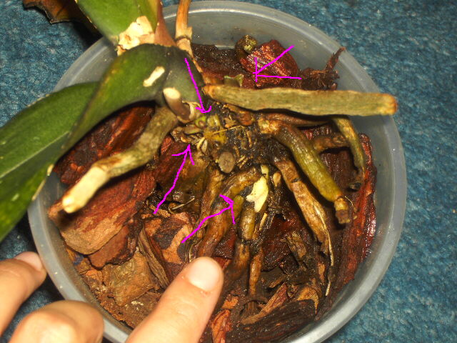 PICT4703.jpg