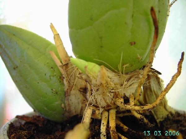 PICT6092.JPG