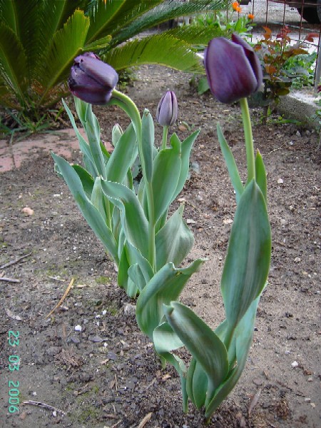 PICT6155.JPG