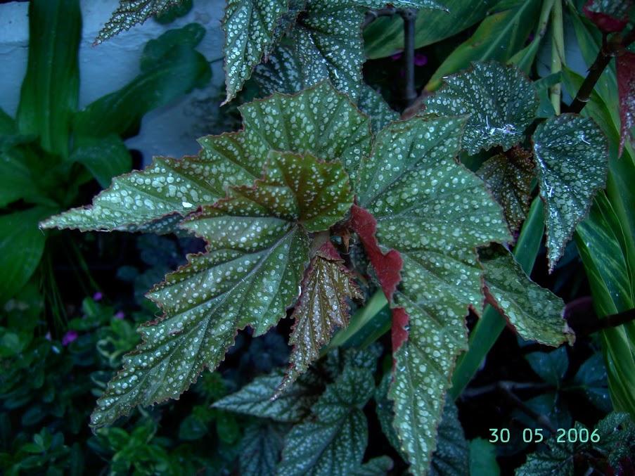 PICT6339.JPG