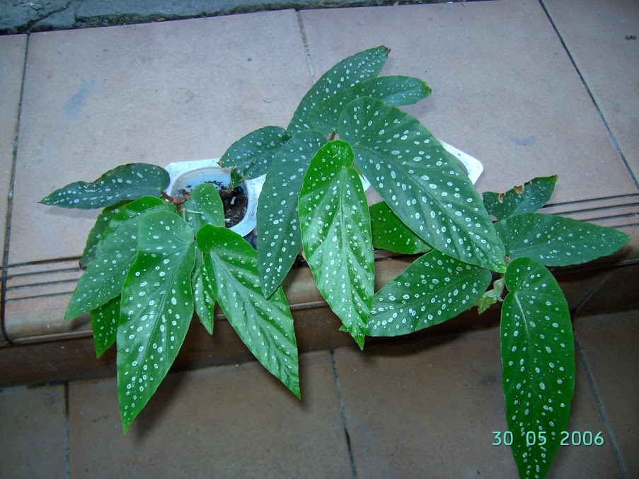 PICT6362.JPG