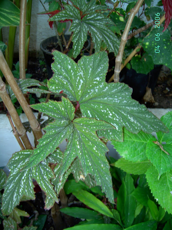 PICT6380.JPG