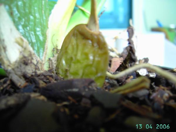 PICT6634.JPG