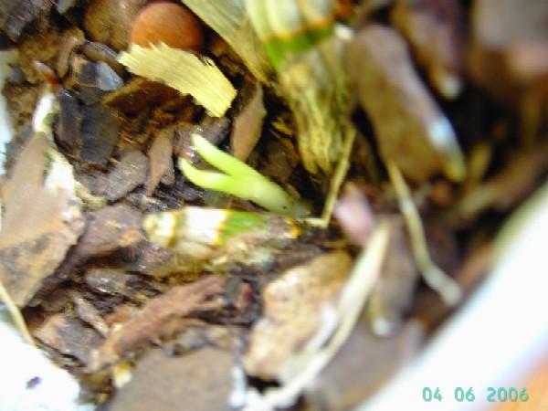 PICT7442.JPG