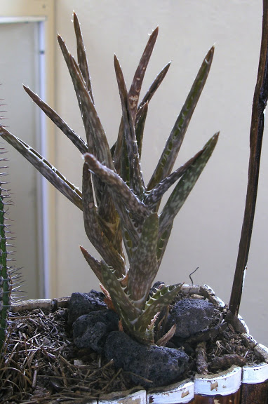 PICT8419a.jpg
