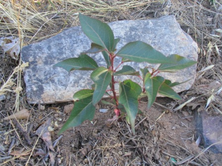 Picture%20055_reducida.jpg